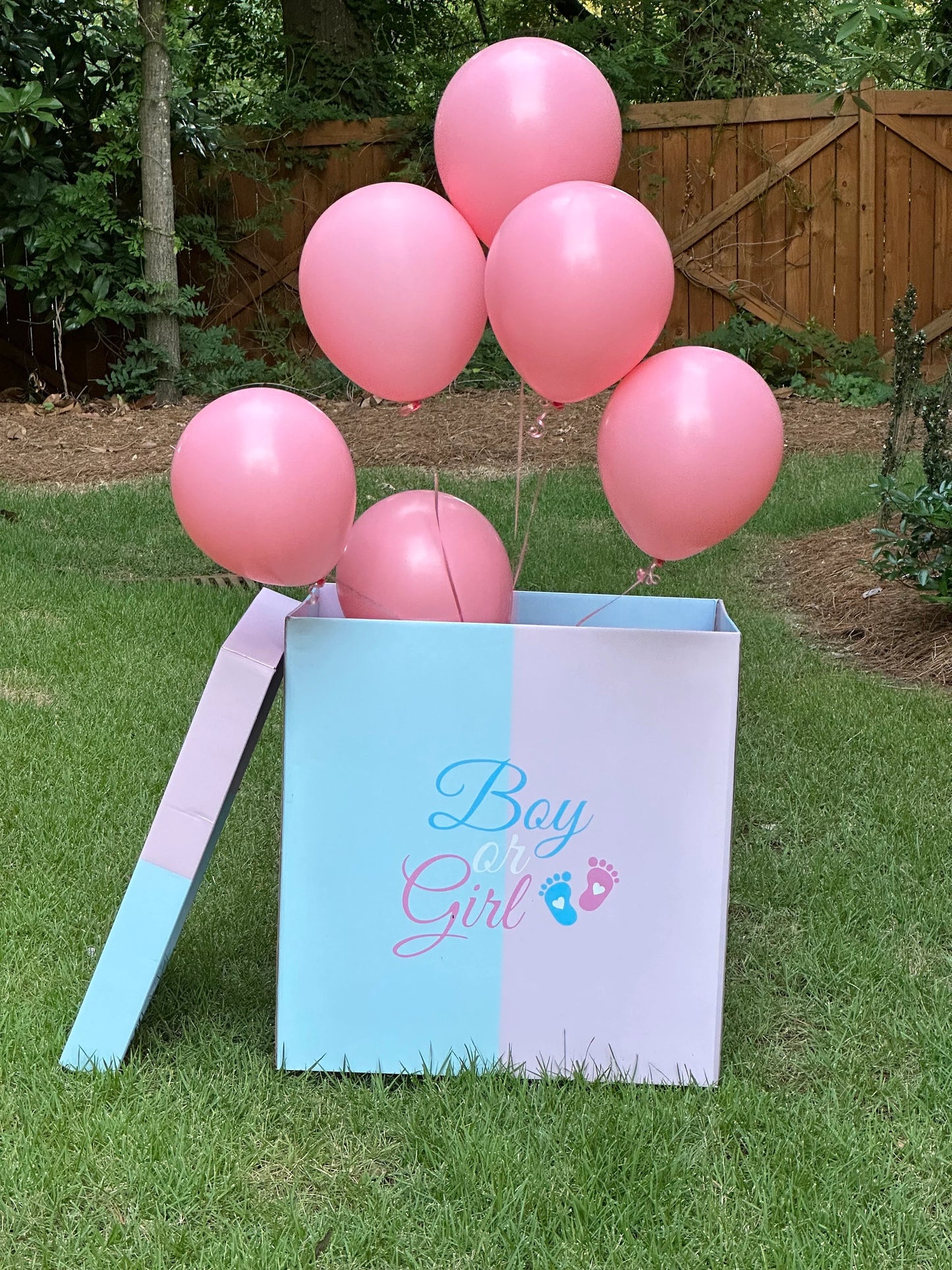Giant Gender Reveal Box